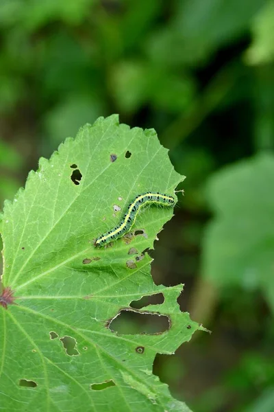 Macro Xanthodes Moth Worm Green Leaf — Stock Photo, Image