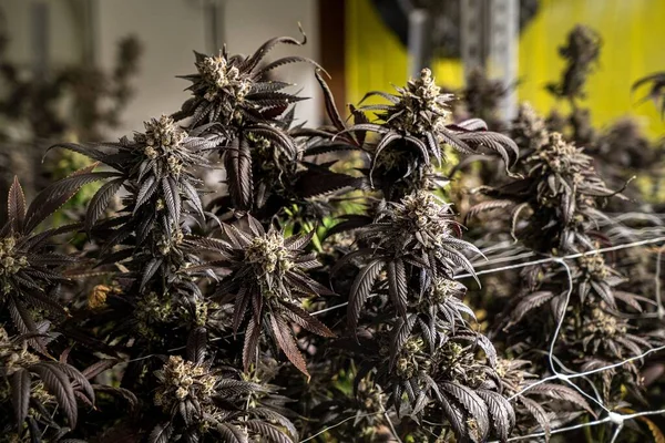 Cannabis Sativa Planten Groeien Binnen Wazige Achtergrond Een Medisch Concept — Stockfoto