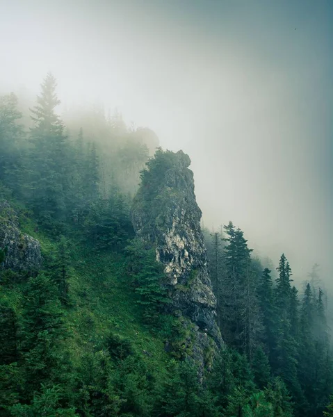 Живописный Вертикальный Вид Вечнозеленые Горы Прекрасный Туманный День — стоковое фото