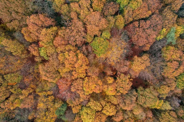 ドイツ ソリンゲン周辺のカラフルな木々の森の空中風景 — ストック写真
