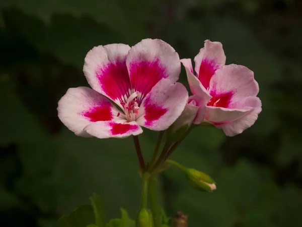 在深绿色的背景上由两朵粉红色和白色的花组成的特写 — 图库照片