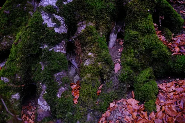Grön Mossa Täcker Trädstam Med Röda Blad Skogen Med Suddig — Stockfoto