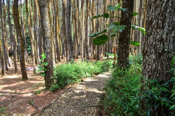 Eine Schöne Aufnahme Von Bäumen Mit Dünnen Stämmen Wald — Stockfoto