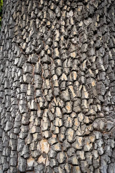 Μια Κάθετη Λήψη Φλοιού Δέντρου Για Υφές Και Επικαλύψεις — Φωτογραφία Αρχείου