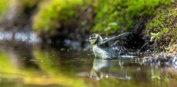 Beautiful View Blue Tit Bathing Forest — Stock Photo, Image