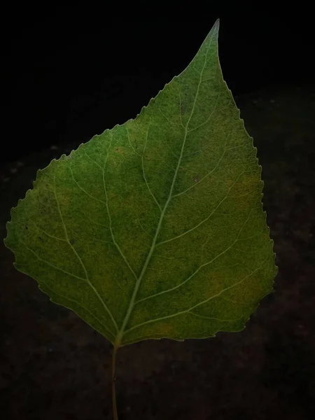 Ett Vertikalt Skott Ett Grönt Löv Mot Mörk Bakgrund — Stockfoto