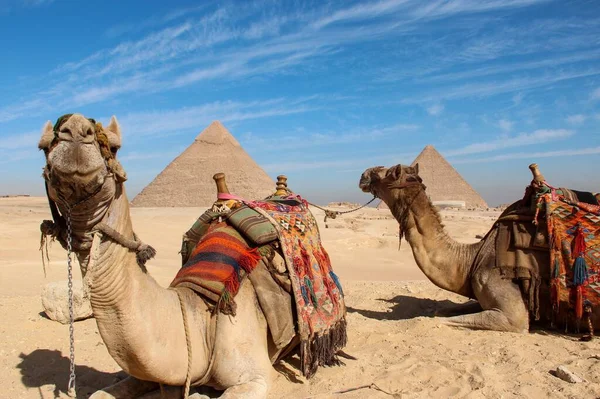 Dwa Wielbłądy Starożytnymi Egipskimi Piramidami Tle Niebieskim Chmurnym Niebie — Zdjęcie stockowe
