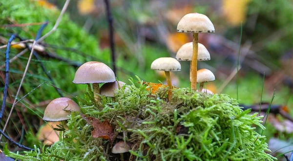 Group Cute Hypholoma Capnoides Mushrooms Forest — Stock Photo, Image