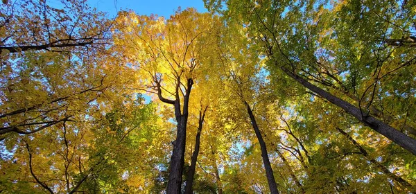 stock image A low-angle shot of autumn-colored trees with a background of a blue sky