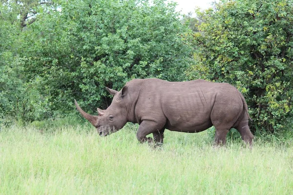 Rinocer Rhinocerotidae Care Plimbă Prin Iarbă Înconjurat Copaci Timpul Zilei — Fotografie, imagine de stoc