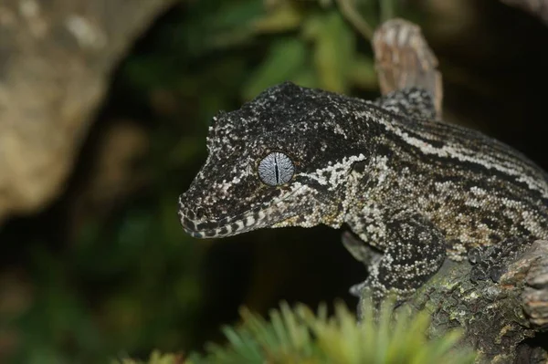 Gros Plan Détaillé Tête Gecko Gargouille Gecko Cahoteux Nouvelle Calédonie — Photo