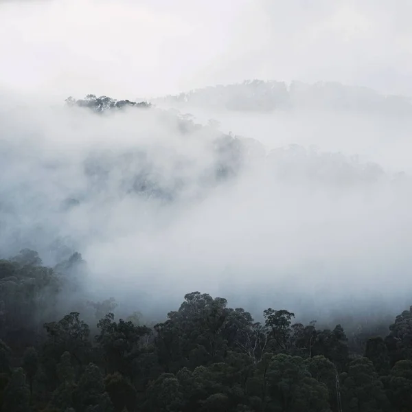 暗い日に霧の森の高角度 霧の背景 — ストック写真