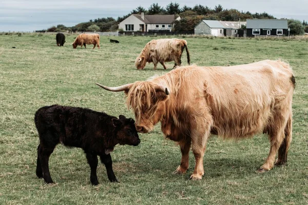 Горные Коровы Шотландии — стоковое фото