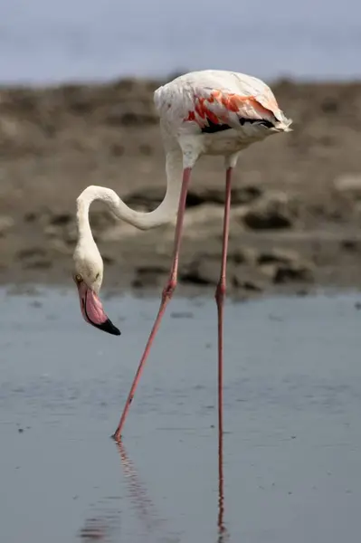 Flamingo Rosa Vaguear Água — Fotografia de Stock