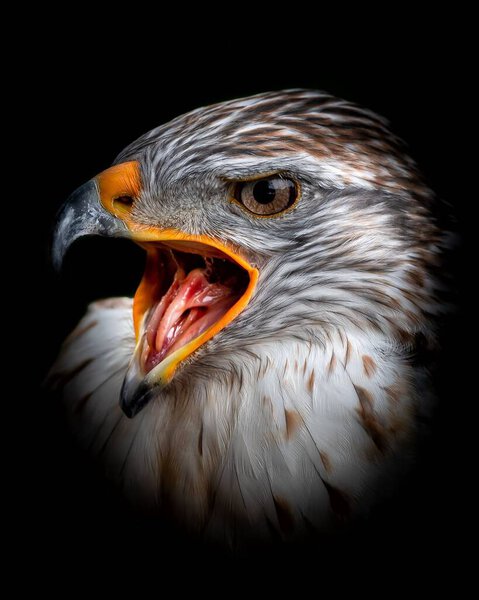 Portrait of an angry buzzard with open beak