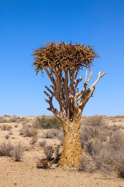 Piękny Widok Drzewa Quiver Pustyni — Zdjęcie stockowe