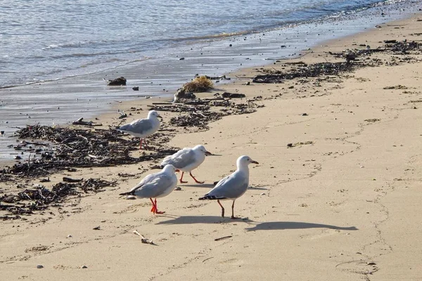 澳大利亚昆士兰州凯恩斯附近海滩上的银鸥 — 图库照片