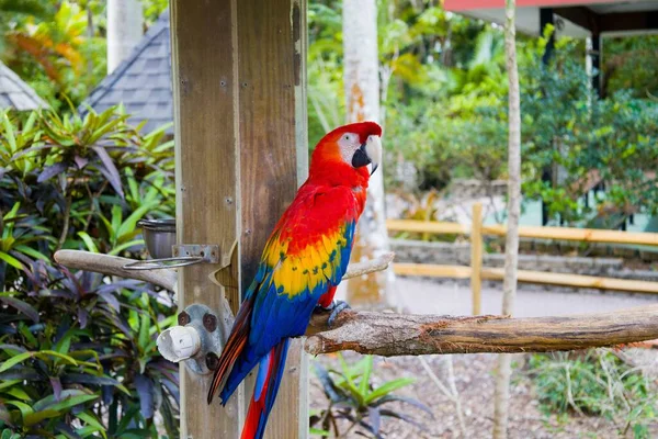 Krásný Záběr Papouška Macaw Sedícího Dřevěném Plotě Zoologickém Parku — Stock fotografie