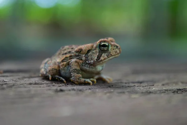 Closeup Fowler Toad Rock — Stock Photo, Image