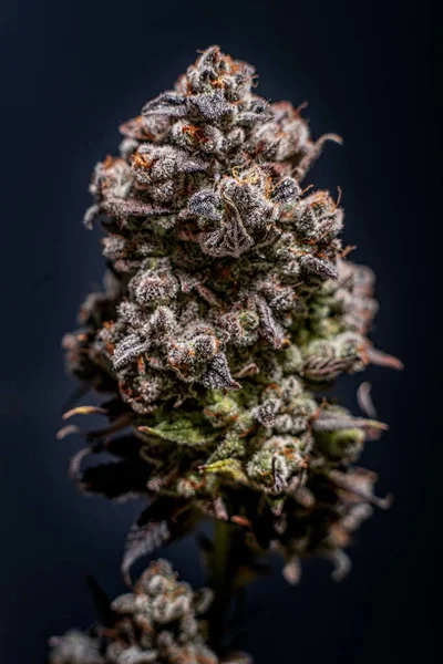 Vertical Shot Flowered Kush Cannabis Plant Dark Background — Stock Photo, Image