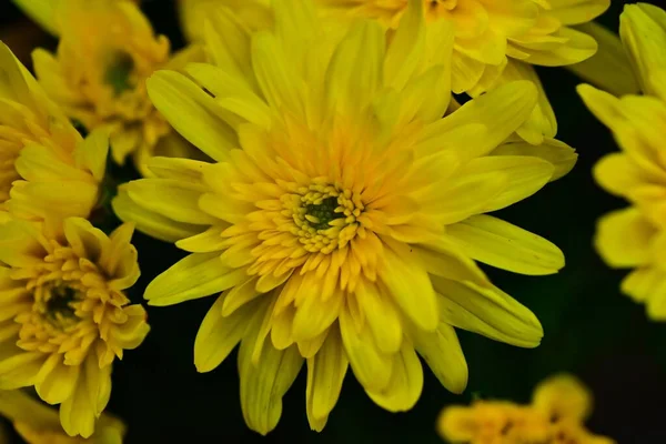 Ein Selektiver Fokus Gelber Chinesischer Chrysanthemen Einem Garten — Stockfoto