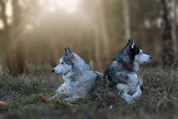 Cães Husky Siberianos Que Põem Floresta Verde Uma Luz Solar — Fotografia de Stock