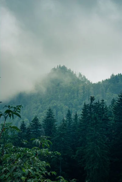 Malebný Vertikální Pohled Věčně Zelené Hory Krásného Mlhavého Dne — Stock fotografie