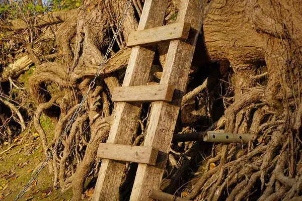 Zbliżenie Ujęcia Drewnianej Drabiny Opierającej Się Korzeniach Drzew — Zdjęcie stockowe