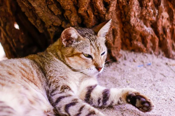 Gato Deitado Chão Debaixo Uma Árvore — Fotografia de Stock