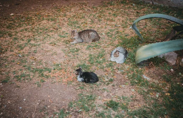 View Cats Lying Grassland — Stock Photo, Image