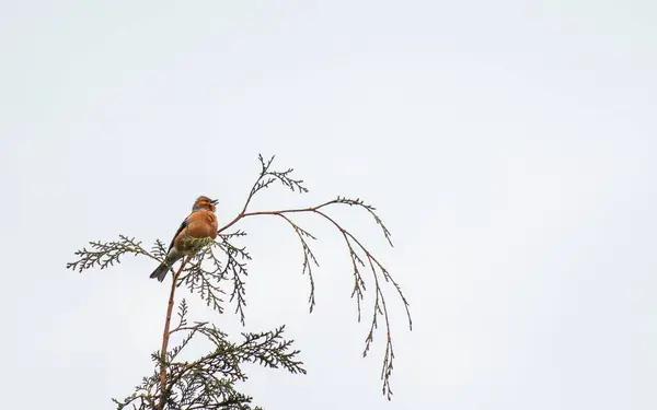 Zbliżenie Fincha Usiadło Gałęzi Drzewa Przeciw Zachmurzonemu Niebu — Zdjęcie stockowe