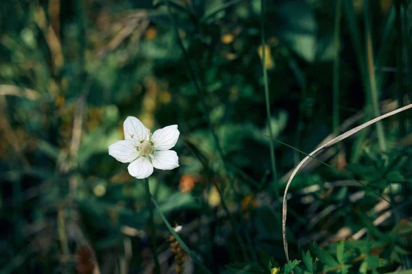 カナダのアネモネ植物の白い花の選択的な焦点ショット — ストック写真