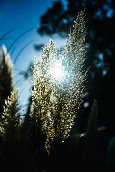 Zbliżenie Rosnącej Trawy Tle Świecącego Słońca — Zdjęcie stockowe