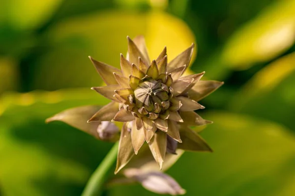 Eine Nahaufnahme Der Samenschale Einer Pflanze Auf Unscharfem Grünem Hintergrund — Stockfoto