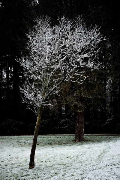 Pionowe Ujęcie Drzewa Pokrytego Śniegiem — Zdjęcie stockowe