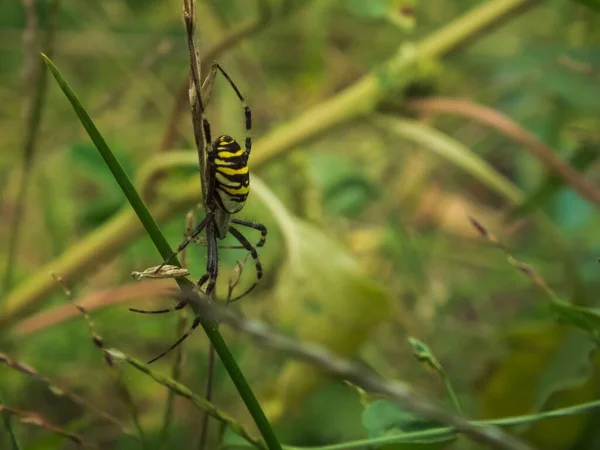 一只黄蜂蜘蛛在又叫Argiope Bruennichi的高草上的宏观图片 — 图库照片