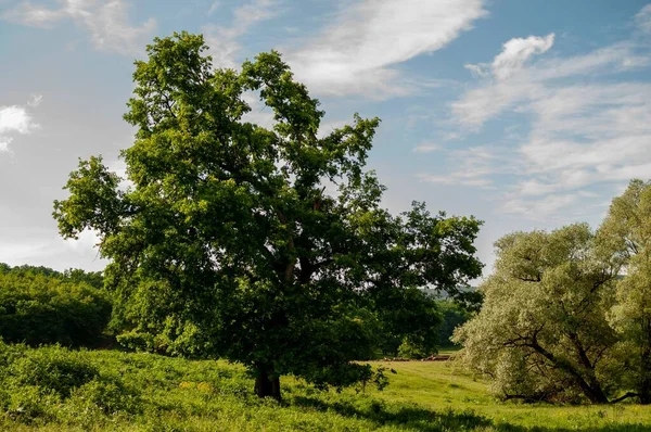 Прекрасний Вид Великі Дерева Зеленому Полі Під Блакитним Небом Сонячний — стокове фото