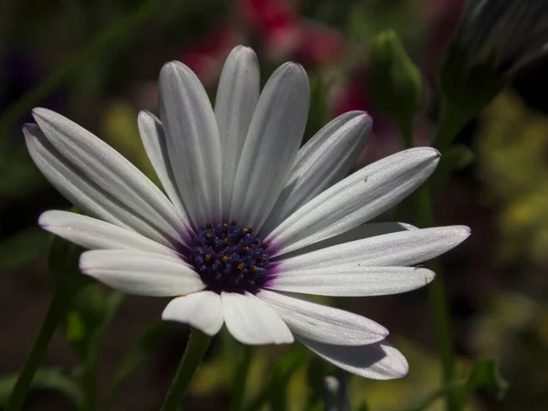 A macro shot of a white Cape marguerite flower with purple pistil, in a shady garden surrounded by green foliage