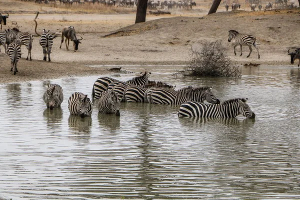 Bir Grup Zebra Doğal Ortamlarında Tatlı Göl Suyunda Yüzüyor — Stok fotoğraf