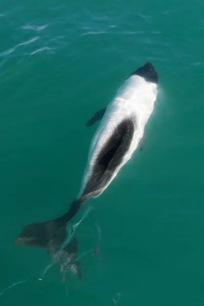 Egy Commerson Delfin Úszik Zöld Víz Dűnék Függőleges Lövés — Stock Fotó