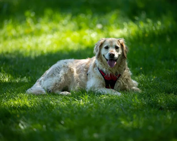 一只快乐的金毛猎犬坐在草地上的美丽的特写镜头 — 图库照片