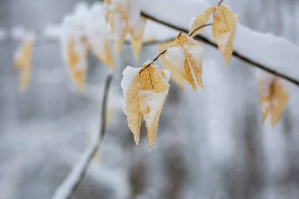 Autumn Leaves Covered Snow — Stock Photo, Image