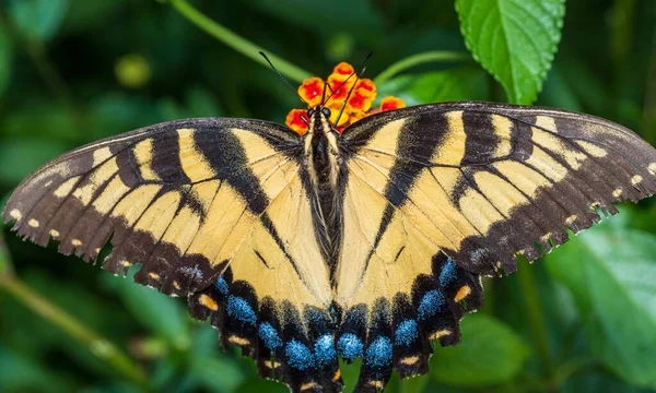Крупный План Папильо Мачаонской Бабочки Сидящей Цветке — стоковое фото