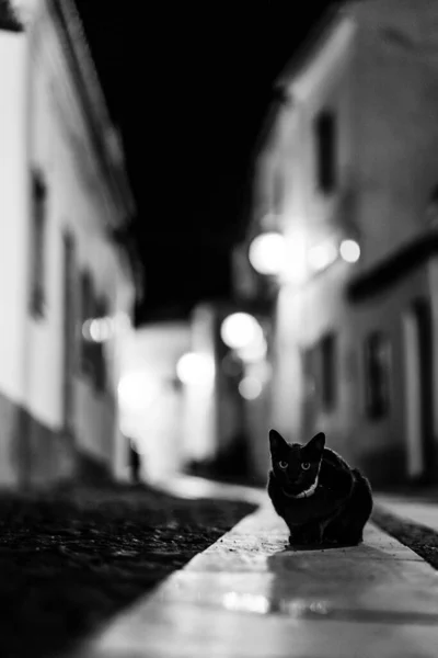 Gri Tonlu Güzel Bir Kedi Manzarası Geceleri Sokakta Oturuyor — Stok fotoğraf