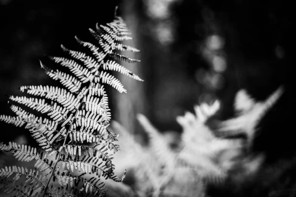 Szare Zbliżenie Młodych Roślin Lesie Jasnym Światłem Słonecznym Przechodzącym Góry — Zdjęcie stockowe