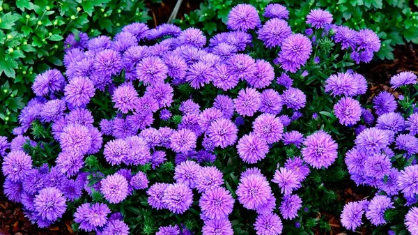 Двойные Фиолетовые Цветы Саду — стоковое фото