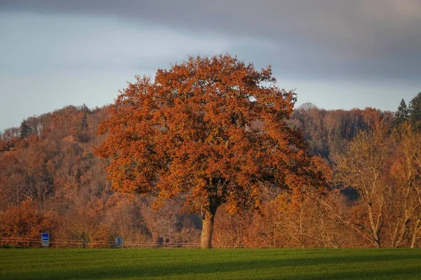Красивый Крупный План Осенних Деревьев Поле — стоковое фото