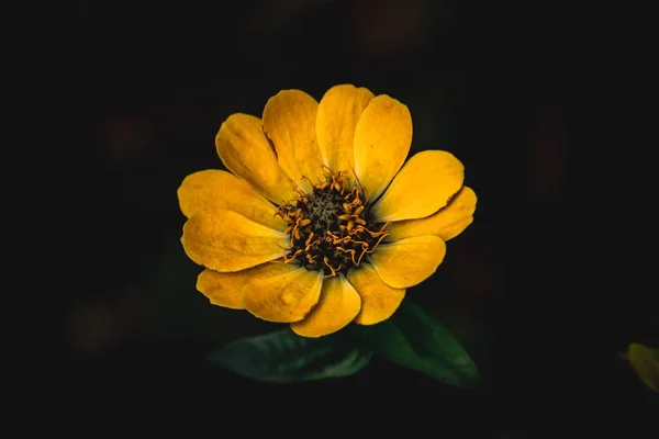 Una Hermosa Flor Zinnia Común Jardín Fondo Oscuro Zinnia Común — Foto de Stock