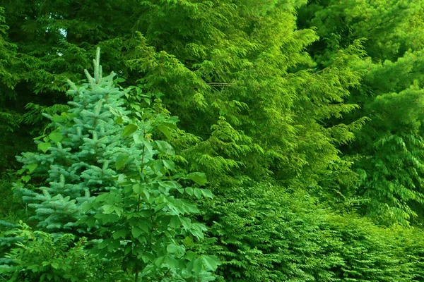 Primo Piano Dei Fiori Verdi Giardino — Foto Stock