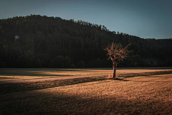 Piękny Krajobraz Pól Drzew Tle Błękitnego Nieba Słoneczny Dzień — Zdjęcie stockowe